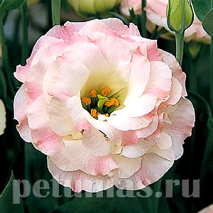 Эустома Arena Pink Flash - 5 шт 11304 - фото 486