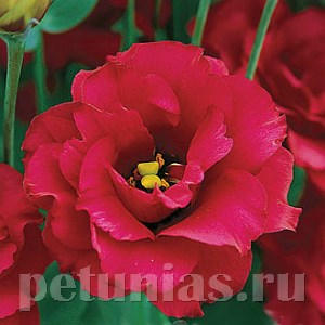 Эустома Arena Red - 5 шт 11305 - фото 487