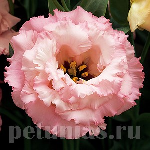 Эустома Corelli Apricot - 5 шт 11307 - фото 490