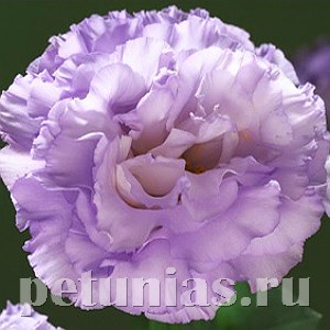 Эустома Corelli Lavender - 5 шт 11310 - фото 493