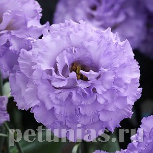 Эустома Corelli Light Lavender - 5 шт 11311 - фото 494