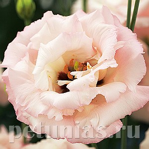 Эустома Corelli Light Pink - 5 шт 11312 - фото 495