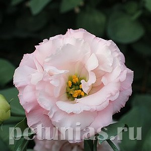Эустома Corelli Peach - 5 шт 11313 - фото 496