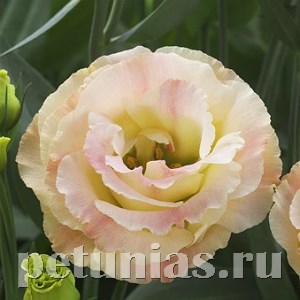 Эустома Croma Champagne - 5 шт 11318 - фото 502