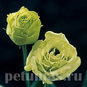 Эустома Croma Green - 5 шт 11319 - фото 503