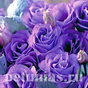 Эустома Croma Lavender Imp. - 5 шт 11320 - фото 504