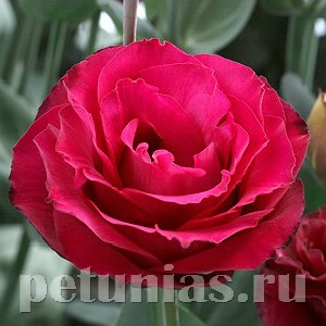 Эустома Croma Red - 5 шт 11322 - фото 506