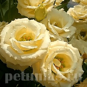 Эустома Croma Yellow - 5 шт 11324 - фото 508