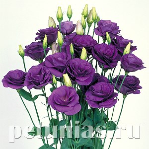 Эустома Mariachi Blue - 5 шт 11328 - фото 514