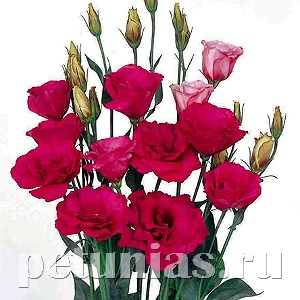 Эустома Mariachi Carmine - 5 шт 11329 - фото 515