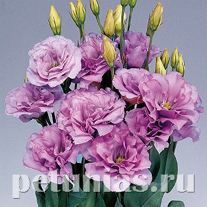 Эустома Mariachi Lavender - 5 шт 11330 - фото 516