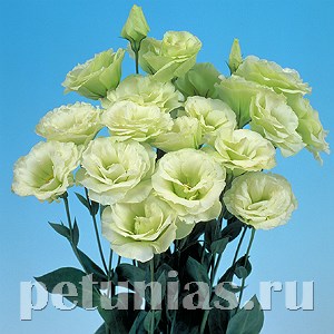 Эустома Mariachi Lime Green - 5 шт 11331 - фото 517