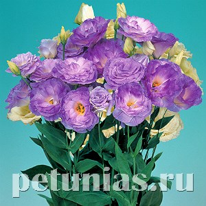 Эустома Mariachi Misty Blue - 5 шт 11332 - фото 518