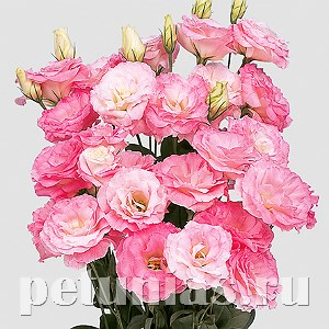Эустома Mariachi Misty Pink - 5 шт 11333 - фото 519