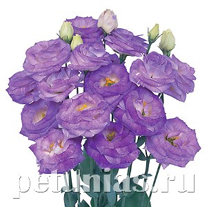 Эустома Rosita II Blue Flash - 5 шт 11338 - фото 525