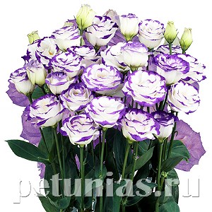 Эустома Rosita II Blue Picotee - 5 шт 11339 - фото 526