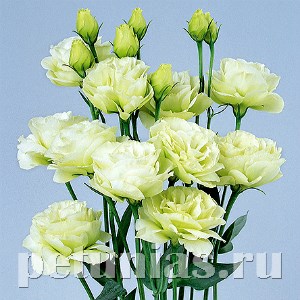 Эустома Rosita II Green Imp. - 5 шт 11340 - фото 527