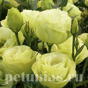 Эустома Rosita II Jade - 5 шт 11342 - фото 529