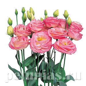 Эустома Rosita II Misty Pink - 5 шт 11343 - фото 530