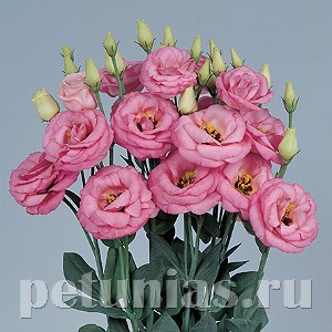 Эустома Rosita II Pink - 5 шт 11344 - фото 531