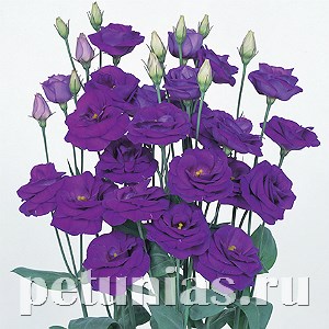Эустома Rosita II Sapphire - 5 шт 11347 - фото 534