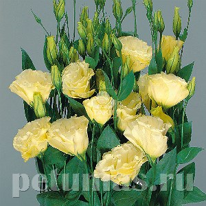 Эустома Super Magic Yellow - 5 шт 11353 - фото 541