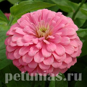 Цинния Benary's Giant Bright Pink - 5 шт 11236 - фото 542