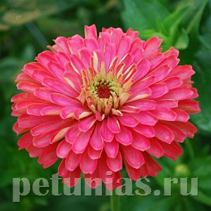 Цинния Benary's Giant Carmine - 5 шт 11237 - фото 543