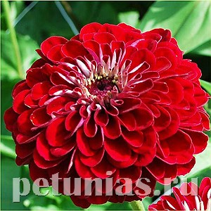 Цинния Benary's Giant Deep Red - 5 шт 11239 - фото 545