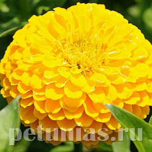 Цинния Benary's Giant Golden Yellow - 5 шт 11240 - фото 546