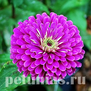 Цинния Benary's Giant Lilac - 5 шт 11241 - фото 547
