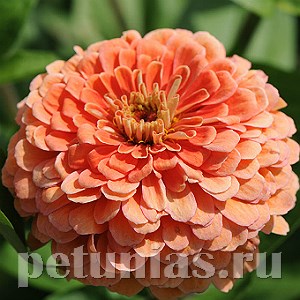 Цинния Benary's Giant Salmon Rose - 5 шт 11245 - фото 551