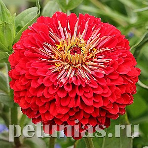 Цинния Benary's Giant Scarlet - 5 шт 11246 - фото 552