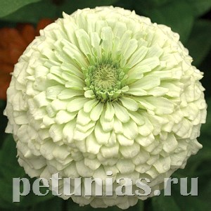 Цинния Benary's Giant White - 5 шт 11247 - фото 553