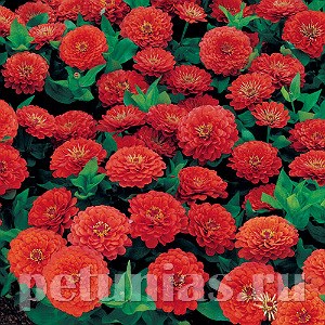 Цинния Dreamland Coral - 5 шт 11249 - фото 555