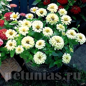 Цинния Dreamland Ivory - 5 шт 11250 - фото 556
