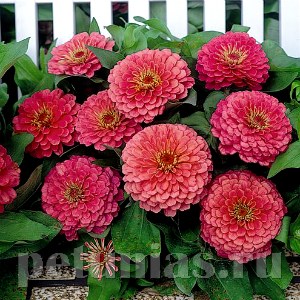 Цинния Dreamland Pink - 5 шт 11251 - фото 557