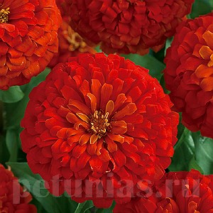 Цинния Dreamland Scarlet - 5 шт 11254 - фото 560