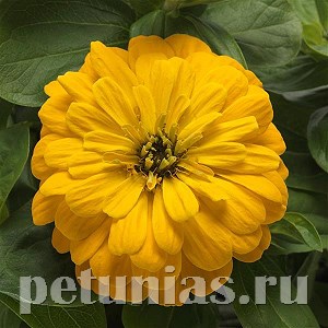 Цинния Zesty Yellow - 3 шт 11262 - фото 563