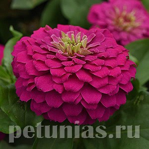 Цинния Zesty Fuchsia - 3 шт 11256 - фото 564