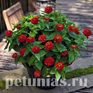 Цинния Zinnita Scarlet - 5 шт 11265 - фото 571
