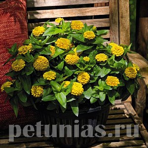 Цинния Zinnita Yellow - 5 шт 11267 - фото 573