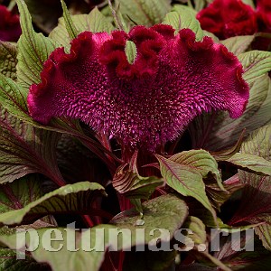 Целозия гребенчатая Dracula - 5 шт 11211 - фото 574