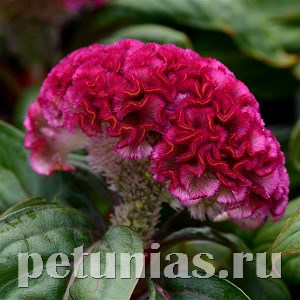 Целозия гребенчатая Concertina Pink - 5 шт 11212 - фото 575