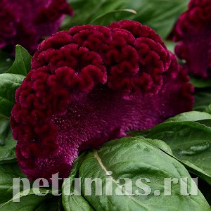 Целозия гребенчатая Concertina Purple - 5 шт 11213 - фото 576