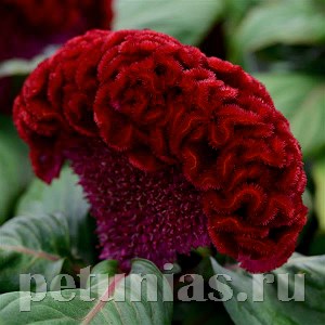 Целозия гребенчатая Concertina Red - 5 шт 11214 - фото 577