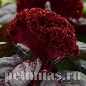 Целозия гребенчатая Concertina Red Dark Leaf - 5 шт 11215 - фото 578