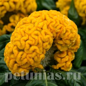 Целозия гребенчатая Concertina Yellow - 5 шт 11216 - фото 579