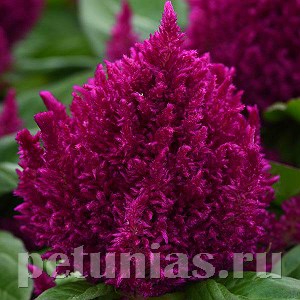 Целозия метельчатая First Flame Purple - 10 шт 11217 - фото 580
