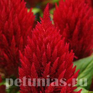 Целозия метельчатая First Flame Red - 10 шт 11218 - фото 581
